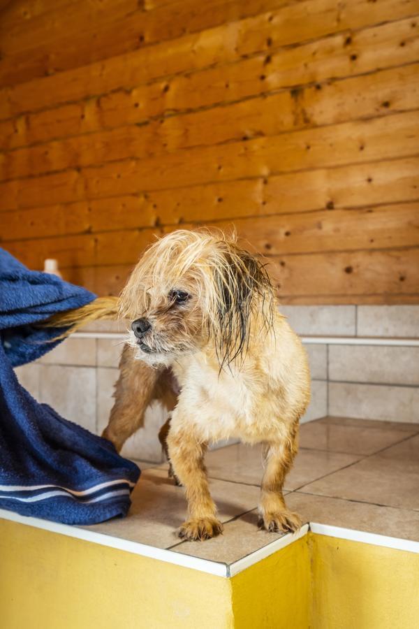 Hotel, Restaurant, Cafe Pharisaeerhof - Nordseeurlaub Mit Hund Nordstrand Exterior foto